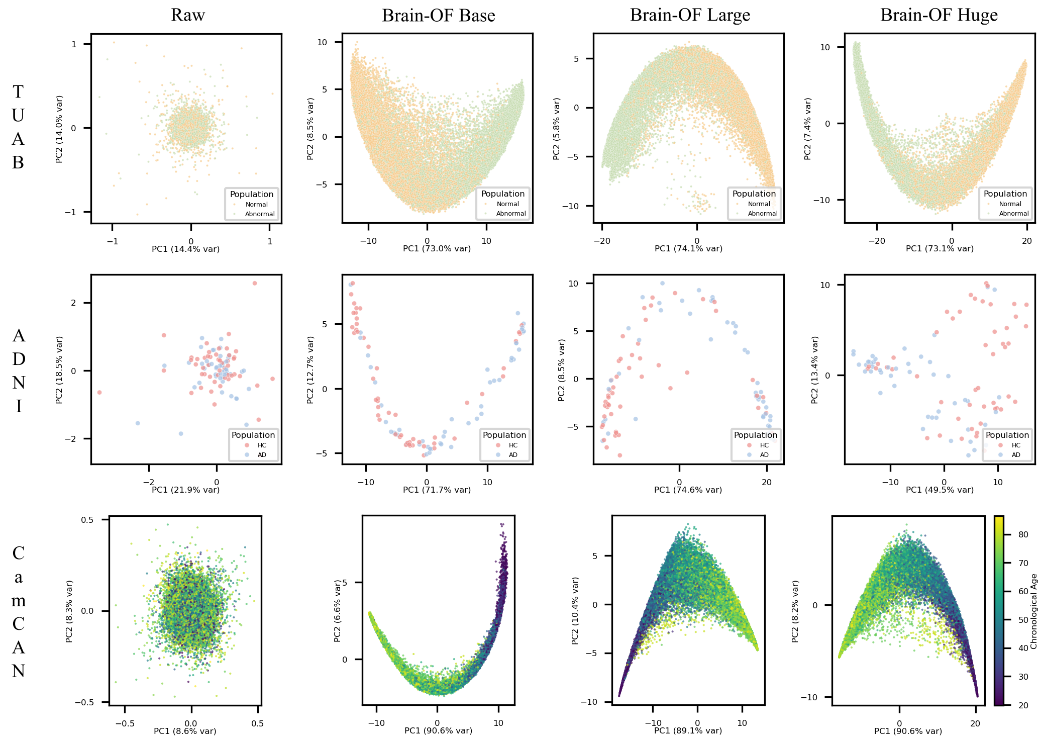 Twelve PCA projections: raw inputs and finetuned Base, Large, and Huge embeddings for TUAB, ADNI, and CamCAN. Colors identify classes in TUAB and ADNI and chronological age in CamCAN.